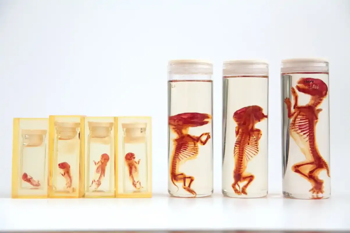 Digitalización patrimonio especímenes Museo Veterinario Complutense UCM Madrid