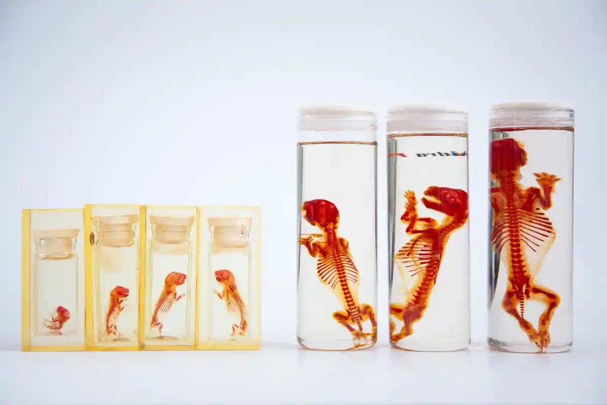 Piezas del Museo de Veterinaria de la UCM fotografiadas para su catalogación